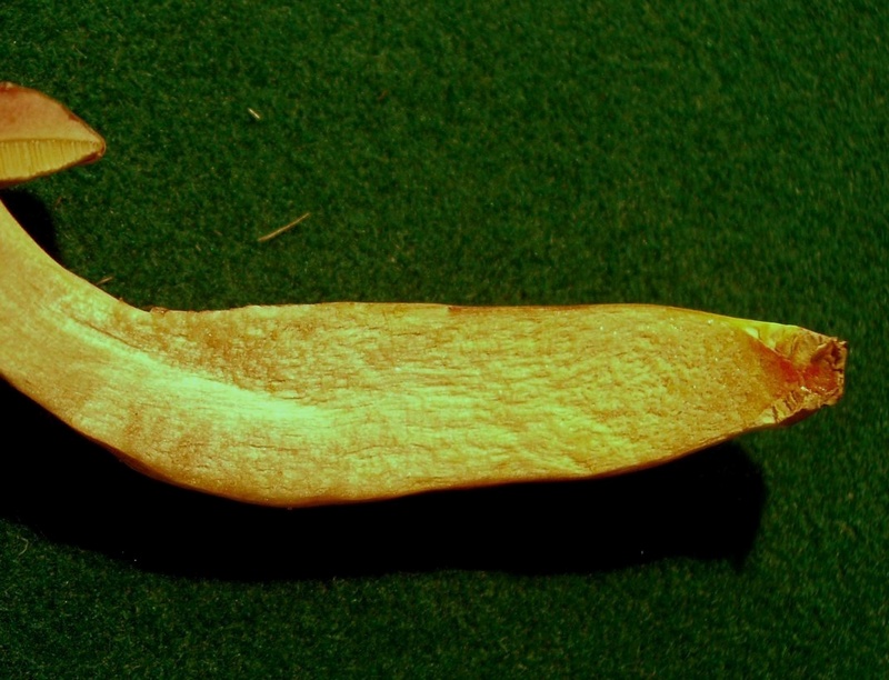Xerocomus sp.